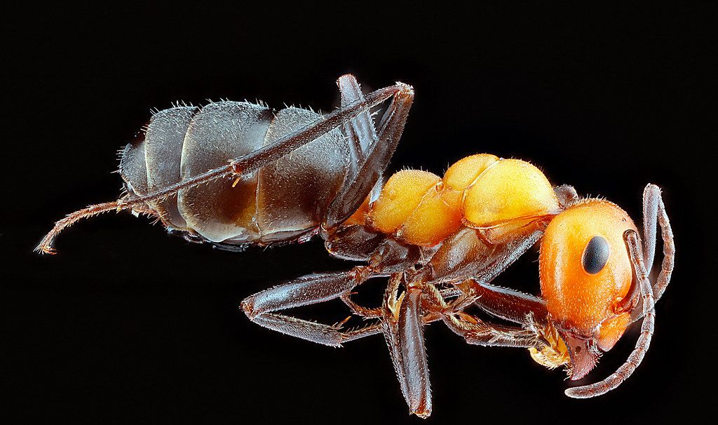 Ant Control service in Grapevine, TX