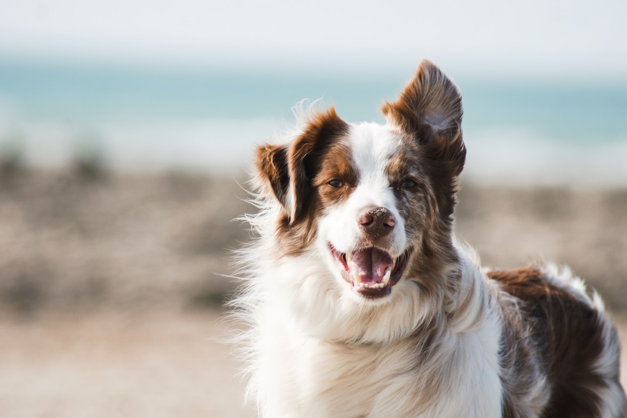 Flea & Tick Control service in Grapevine, TX