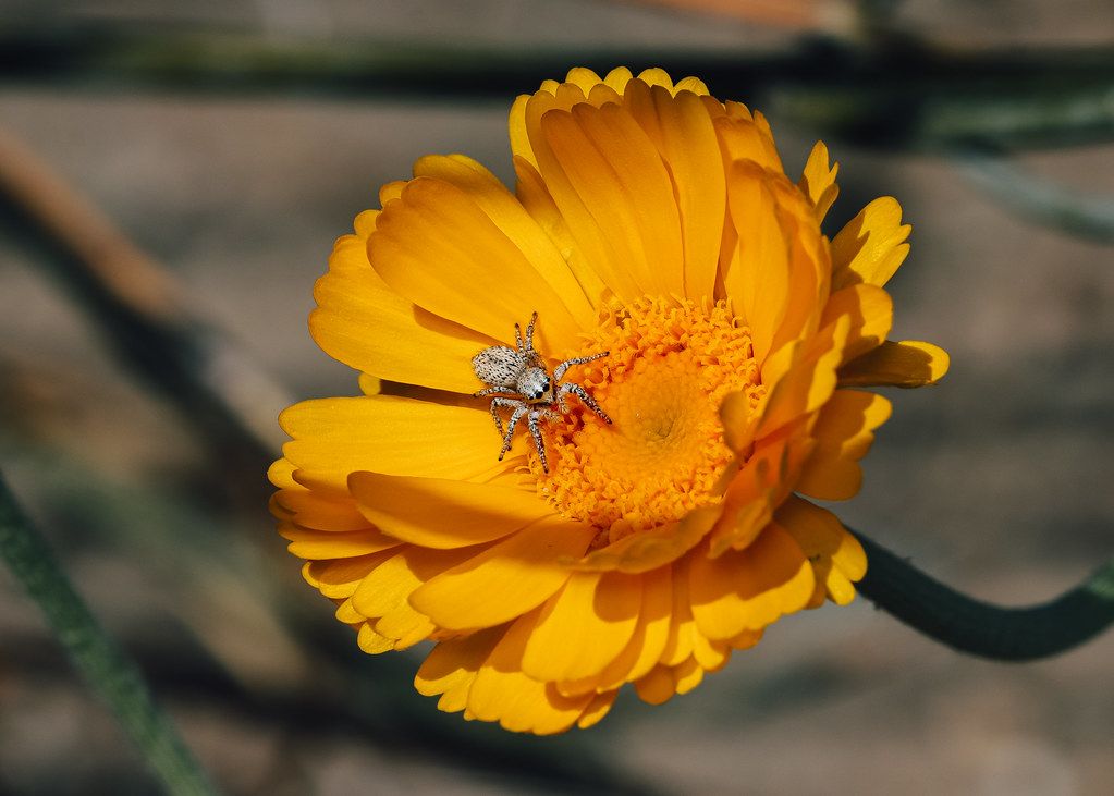 Spider Control service in Grapevine, TX